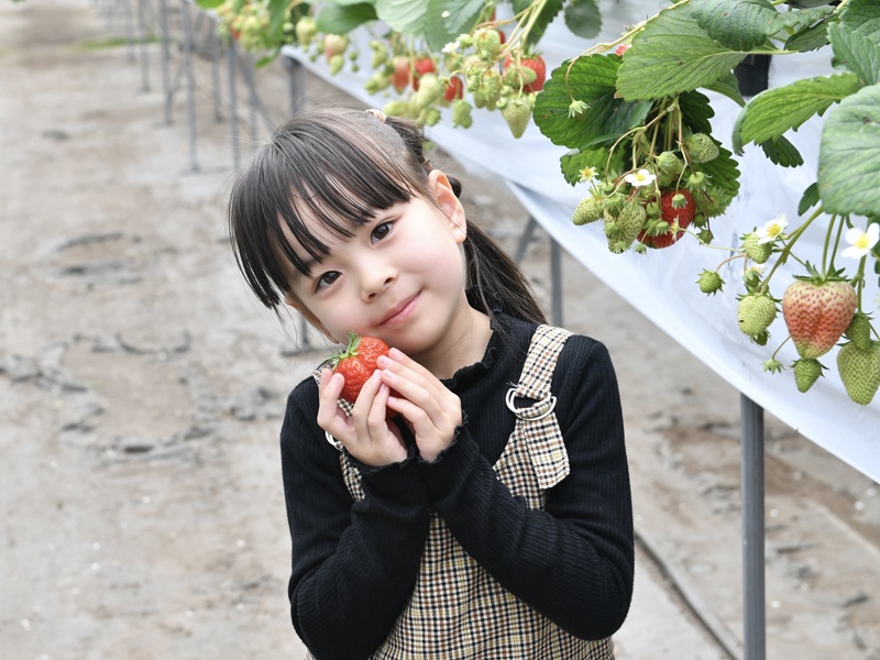 イチゴ狩り